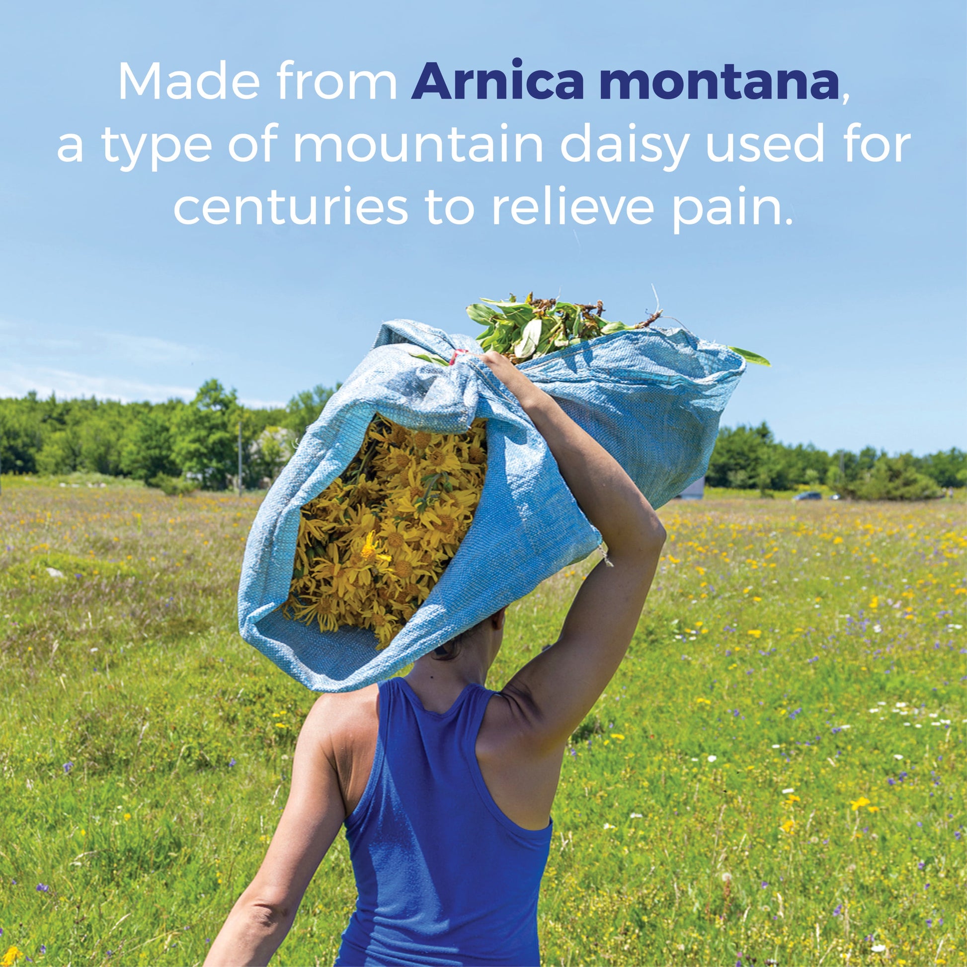 Arnica 30X Bonus Pack Pain Relief, Muscle Pain & Stiffness, Swelling from Injuries, Bruises, 3 X 80 Pellets